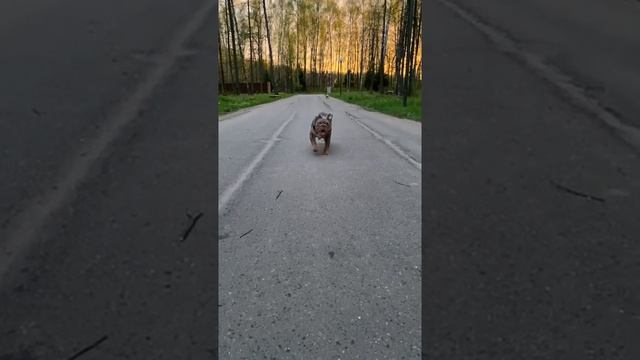 Английский бульдог ТЕРМИНАТОР