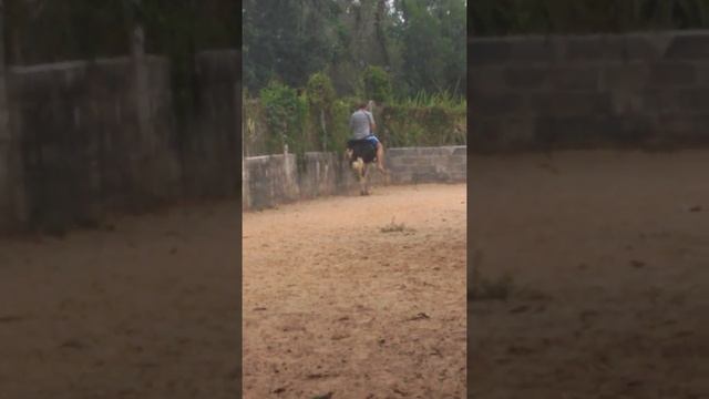 Катание на страусах во Вьетнаме смотреть онлайн