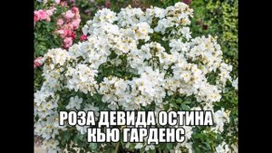 Роза Девида Остина Кью Гарденс