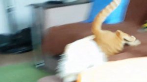 КОТ ФЁДОР И МИШКА