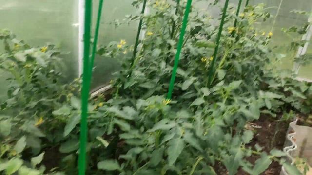 Обзор дачи/ Всё заросло#дача #огород #сибирь #заброшеннаядача