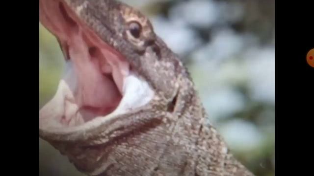 Теории леди craft: "кто такие вараны ?" смотреть онлайн