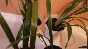 5. Цимбидиум уход , посадка . Первый опыт.