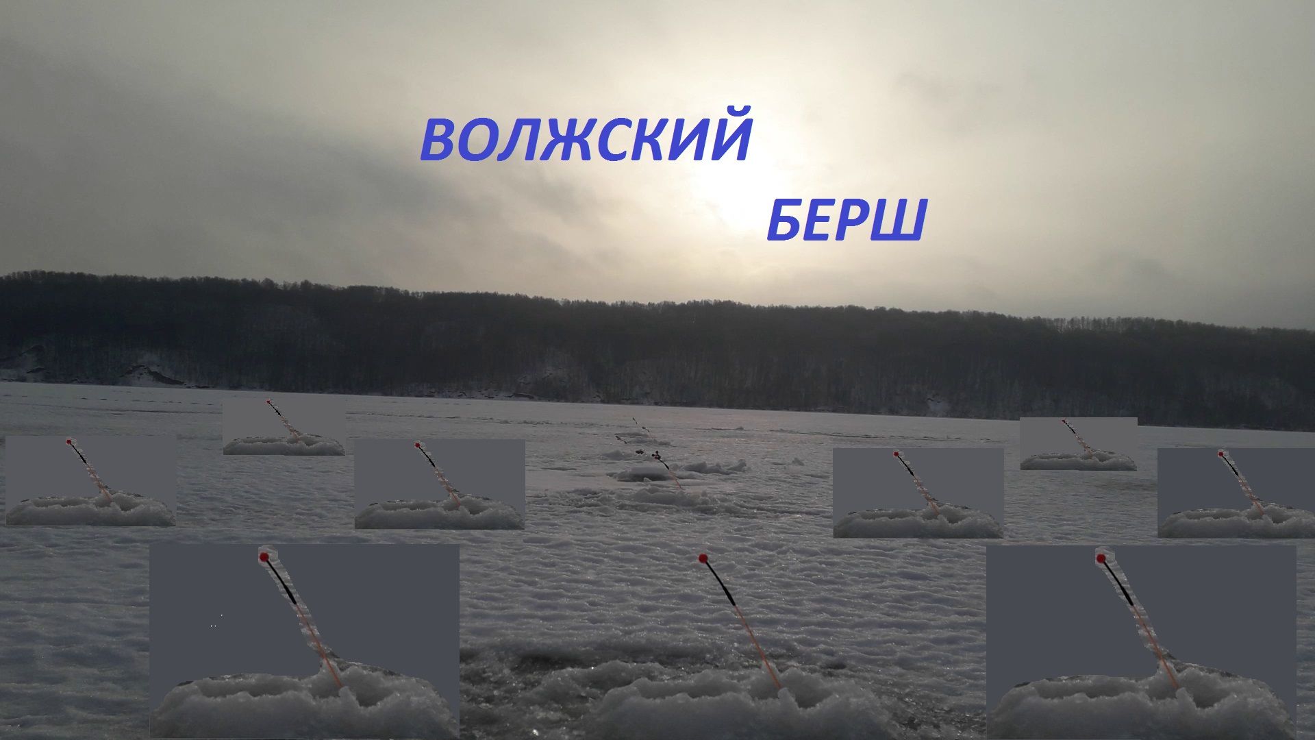 Берш на тюльку.