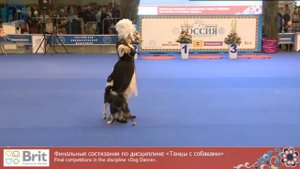 Россия 2015 Чоговадзе Г. и бордер колли