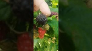 Малина сорт Хебан. Первые результаты🍓🍓🍓🍓🍓