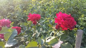 Мессир Дельбар