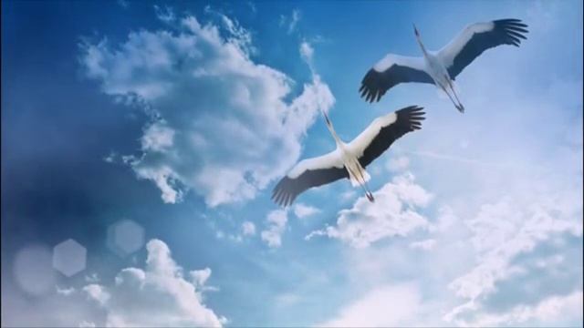 22 10 2015г праздник белых журавлей смотреть онлайн