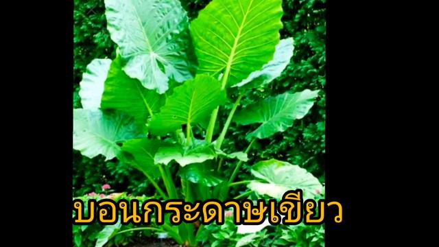 บอนกระดาษVSบอนโหรา แตกต่างกันอย่างไร อโลคาเซีย смотреть онлайн