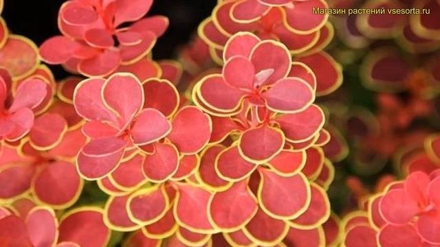 Барбарис тунберга. Краткий обзор, описание характеристик Berberis Thunbergii Orange Sunrise