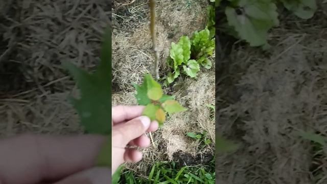 гибрид абрикоса с персиком смотреть онлайн