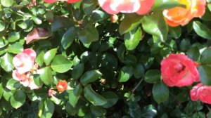 Peach Drift Roses: Lovely Backdrop for a Catawba Crape Myrtle Tree