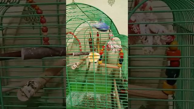 Волнистый попугай Альба каскадер. Лазит по потолку в клетке. Поймана при побеге и помещена обратно. смотреть онлайн