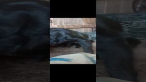 10 дней щенки лабладор. мать собака лабладор.