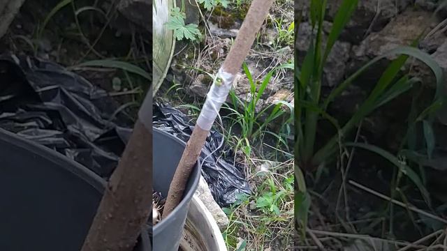 Прививка сирени "Акубофолия" 27 07 23 глазком