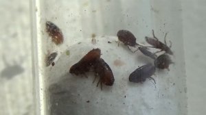 Живая Блоха Под Микроскопом: Откуда Эта Ужасная Собачья Блоха Ctenocephalides canis?