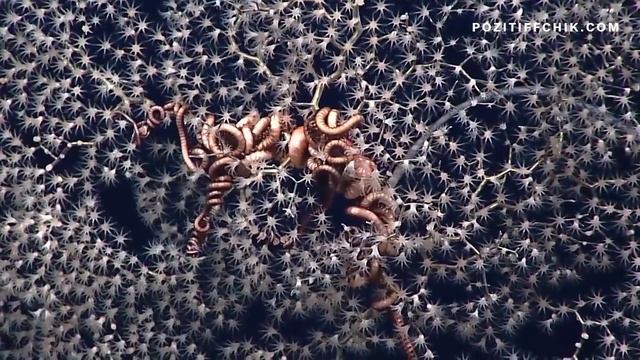 Фантастическая красота подводного мира смотреть онлайн