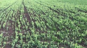 Горох побрызгали гербицидом ,совсем не весело ему)