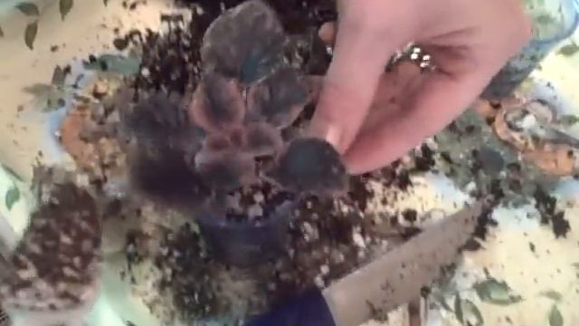 deans bunny blue (2).AVI смотреть онлайн