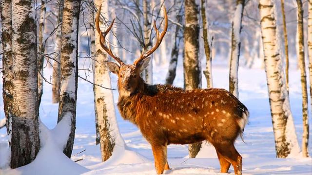 Жизнь животных зимой. Семейство оленевые