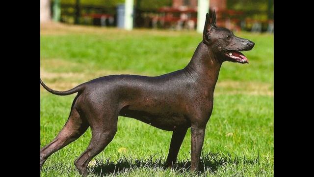 Ксолоитцкуинтли/Xoloitzcuintli (порода собак HD slide show)!