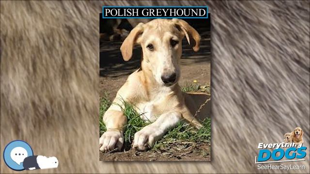 Polish Greyhound 🐶🐾 Everything Dog Breeds 🐾🐶 смотреть онлайн