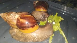 Ахатина Фулика,содержание, разведение,кормление