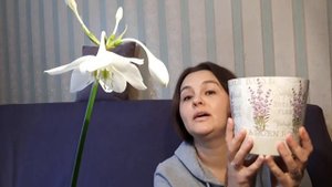 КАК ЗАСТАВИТЬ ЭУХАРИС ЦВЕСТИ