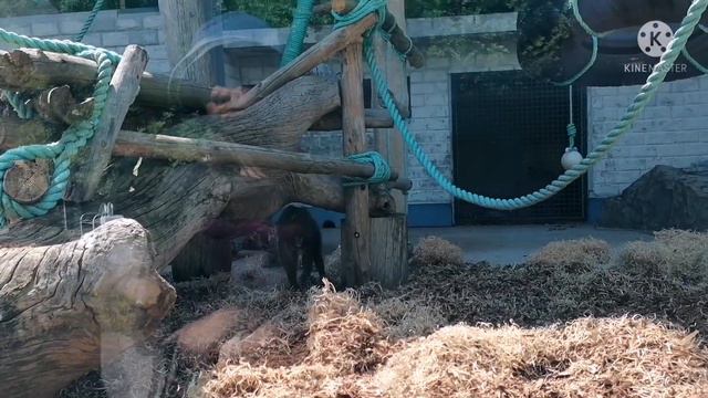 Влог/первый раз в зоопарке смотреть онлайн