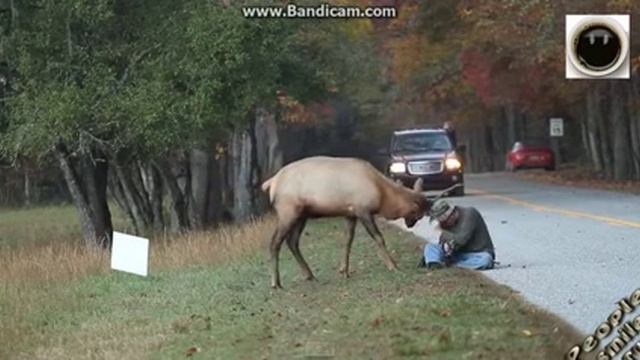 Надорвите свои животы самые прикольные видео смотреть онлайн