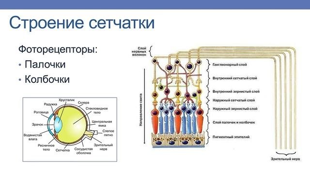 АНАЛИЗАТОРЫ. ЗРИТЕЛЬНЫЙ АНАЛИЗАТОР