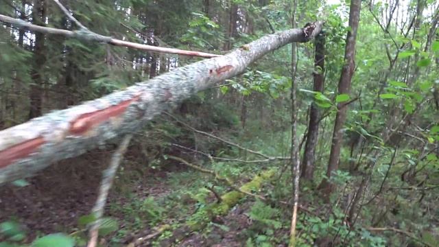 Разведывательный выход за грибами.Грибной сезон 2022 года. Sēņu sezonas 2022 atklāšana. смотреть онлайн