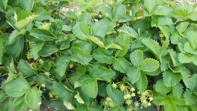 Урожай клубники с кассетной розсади