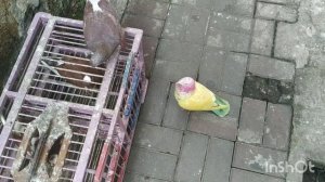 Голубь редкого окраса