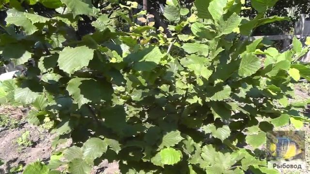 Урожайность фундука 2023 г смотреть онлайн