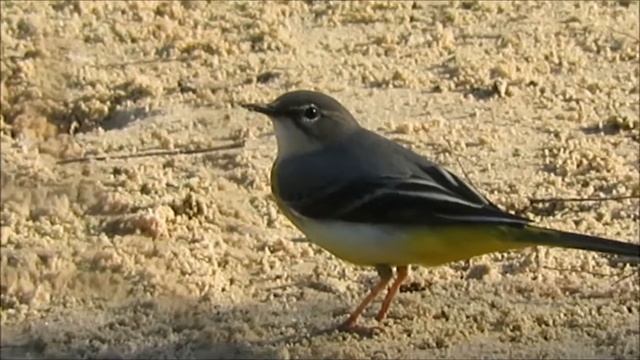 2016  17 10 БЕЛАЯ И ГОРНАЯ ТРЯСОГУЗКИ смотреть онлайн