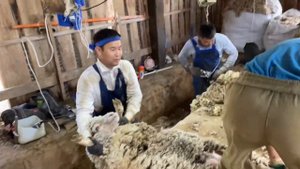 Стрижка овец 2022г. 绵羊理发