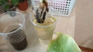 Калла эфиопская комнатная