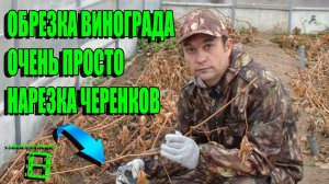 ОБРЕЗКА ВИНОГРАДА. ЗАГОТОВКА ЧЕРЕНКОВ. ПОДГОТОВКА К ЗИМЕ ЧАСТЬ 4. ВЫРАЩИВАНИЕ ВИНОГРАДА В ТЕПЛИЦЕ