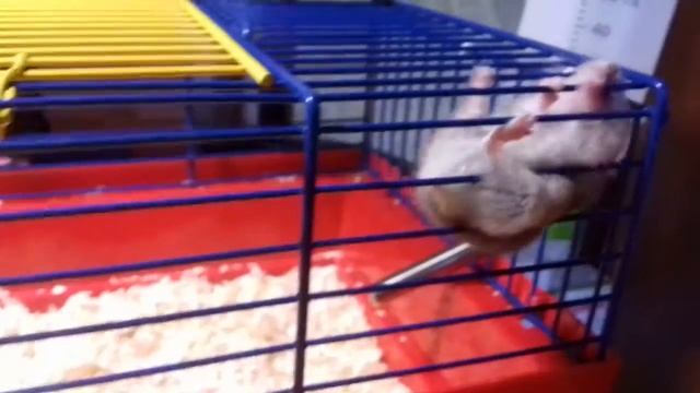 Плюсы и минусы джунгарского хомяка? смотреть онлайн