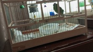 что можно и нельзя птице какарику