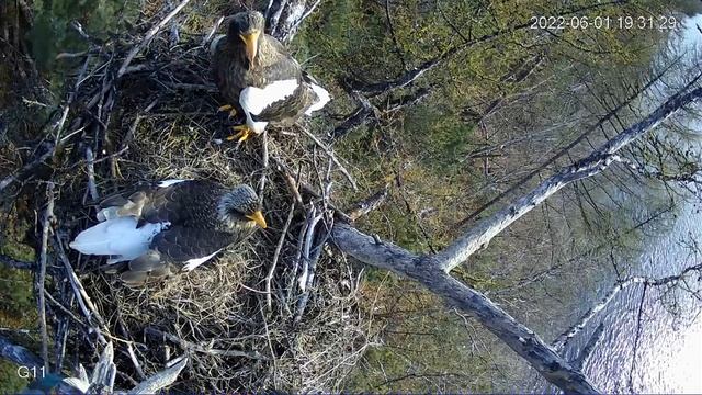 Белоплечий орлан в заповеднике Магаданский — самец и самка в гнезде 01 06 2022 смотреть онлайн
