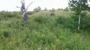 #Чертополох и #Серпуха как отличить Татарник Осот