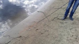 Вот так нужно ловить чехонь