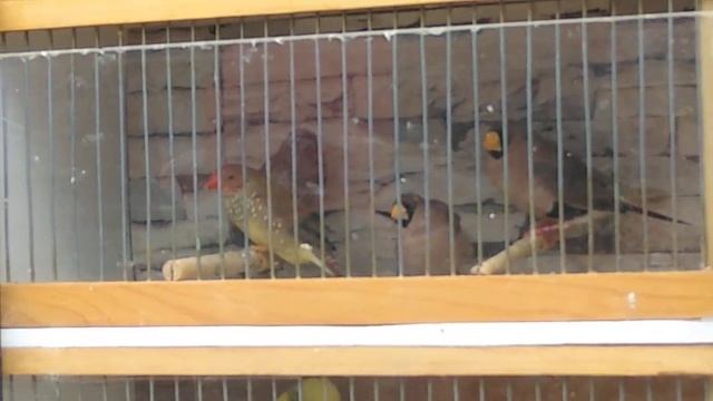 Выставка птиц 13.04. 2019.г.Днепр. Певчая птица дикая и декоративная. Канарейки. Амадины. Совы смотреть онлайн