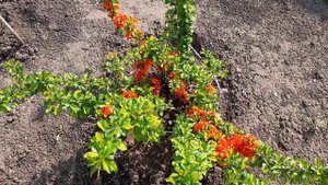 Японская Айва в Сибири растет отлично