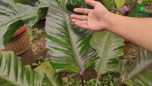 Perbedaan Dasar Anthurium Black Selvet dan Black Beauty смотреть онлайн