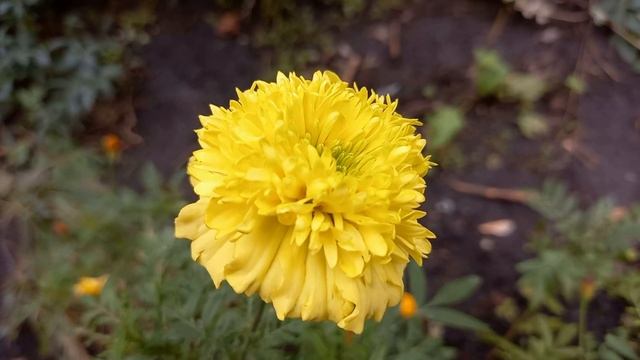 Такого ещё не ВИДЕЛ в Лесу !!! Осиновый кол, Дикари и...прогулка смотреть онлайн