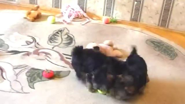 Йоркширский терьер, щенки, питомник Изумрудный город смотреть онлайн