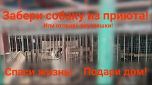 Даша и Маша